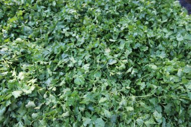 Canlı kişniş bitkisinin güneş ışığında parlayan, organik cazibesini yakalayan, tarım, bahçıvanlık ve doğal besin içeriği için idealdir..