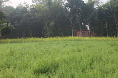 Lathyrus sativus, bezelye, bezelye, bezelye, beyaz bezelye ve beyaz vernik olarak da bilinir, Asya ve Doğu Afrika 'da yaygın olarak insan tüketimi ve çiftlik hayvanları için yetiştirilen bir baklagildir. Lathyrus sativus, çim bezelyesi, nohut tarlası..