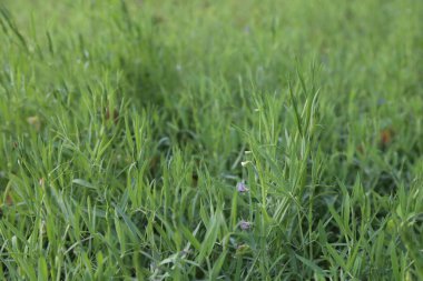 Lathyrus sativus, bezelye, bezelye, bezelye, beyaz bezelye ve beyaz vernik olarak da bilinir, Asya ve Doğu Afrika 'da yaygın olarak insan tüketimi ve çiftlik hayvanları için yetiştirilen bir baklagildir. Lathyrus sativus, çim bezelyesi, nohut tarlası..