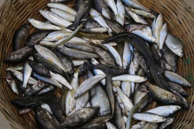 Pazarda taze balık çeşitleri var. Yerel nehir sepetinde taze mozaik balığı.