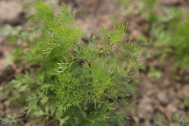 Yeşil tarlada yeşil kişniş yaprakları.