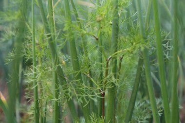 Yüksek çözünürlüklü fotoğraflarda yakın çekim soğan tarlası ekimi.