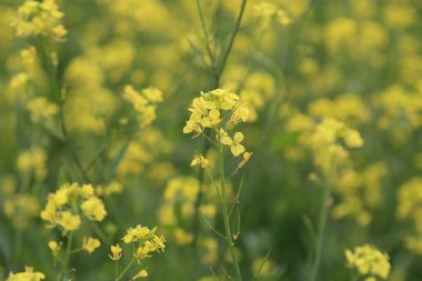 Hardal tarlasının bulanık arka planına karşı canlı bir hardal çiçeğinin yakın plan görüntüsü doğanın ve tarımın güzelliğini yakalıyor..