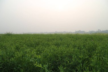 Lathyrus tarlası tarımı, Yeşil Lathyrus bitkileri, Pembe ve Mavi Lathyrus çiçeği. Bahçedeki güzel bezelye çiçekleri. Karışık renkte tatlı bezelye çiçeği