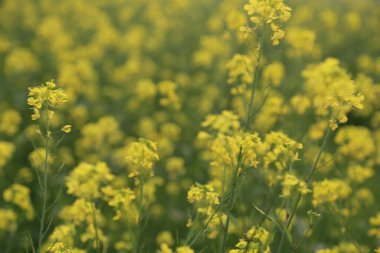Hardal tarlasının bulanık arka planına karşı canlı bir hardal çiçeğinin yakın plan görüntüsü doğanın ve tarımın güzelliğini yakalıyor..