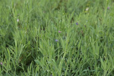 Lathyrus tarlası tarımı, Yeşil Lathyrus bitkileri, Pembe ve Mavi Lathyrus çiçeği. Bahçedeki güzel bezelye çiçekleri. Karışık renkte tatlı bezelye çiçeği