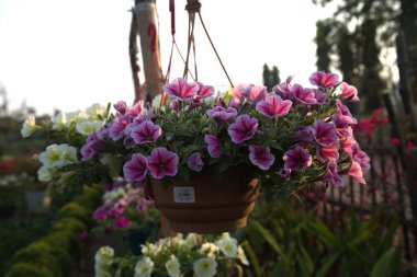 Bahçede çiçek açan güzel Petunias çiçeklerini asmak. Parkın sığ arazisinde Petunya Çiçekleri