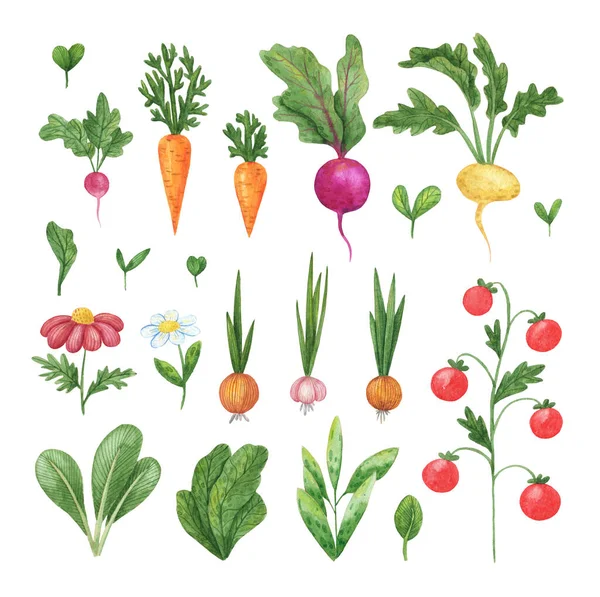 Ensemble de légumes aquarelle et d'herbes. Aquarelle illustration dessiner à la main légumes-racines verts — Photo