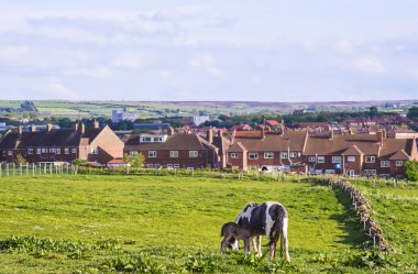 Kuzey Yorkshire Whitby çayırda at ve buzağı