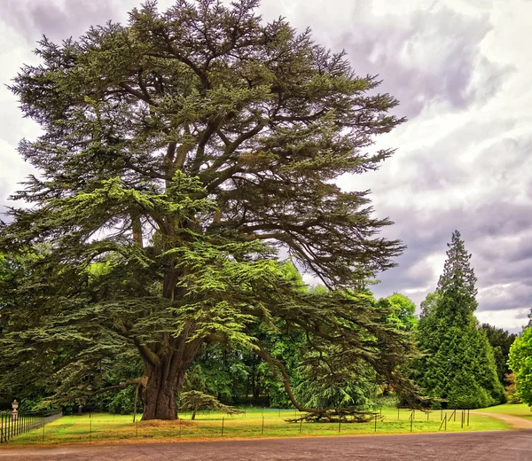 Big old Cedar tree in Park of Audley End House — Stock Photo, Image
