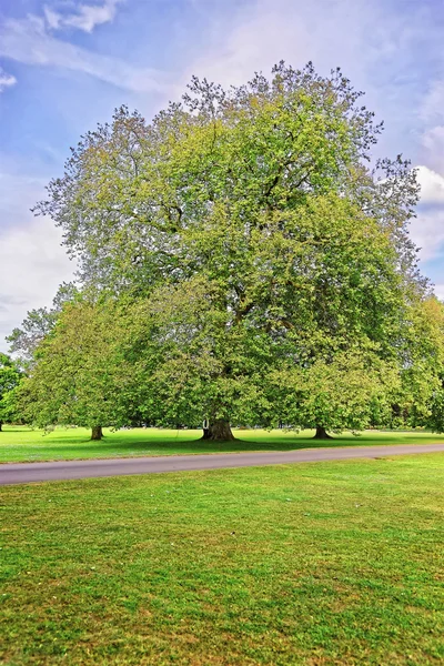 Büyük eski akça ağaç içinde Park, Audley son House