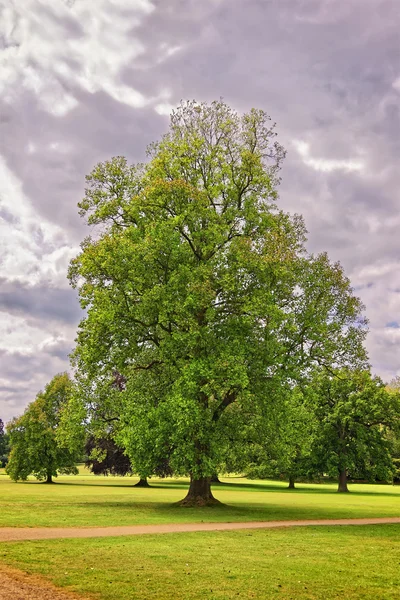 Büyük eski akça ağaç Audley sonunda Park