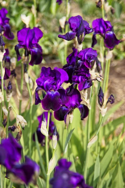 Iris paars in moestuin in Audley — Stockfoto