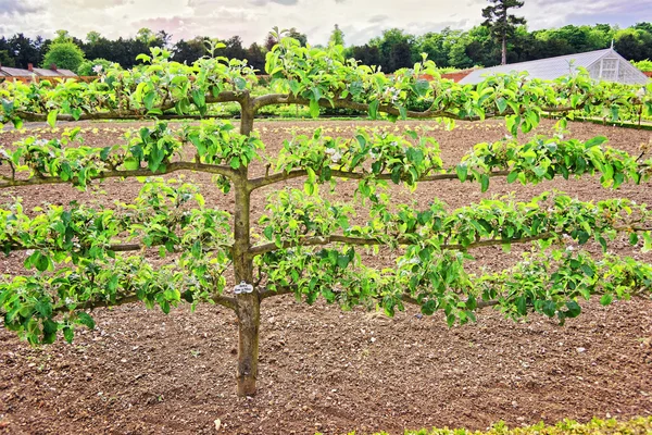 Árvore velha da Apple no jardim da cozinha orgânica em Audley End — Fotografia de Stock