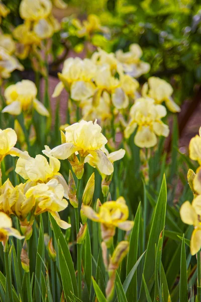 Gele Iris in moestuin in Audley — Stockfoto
