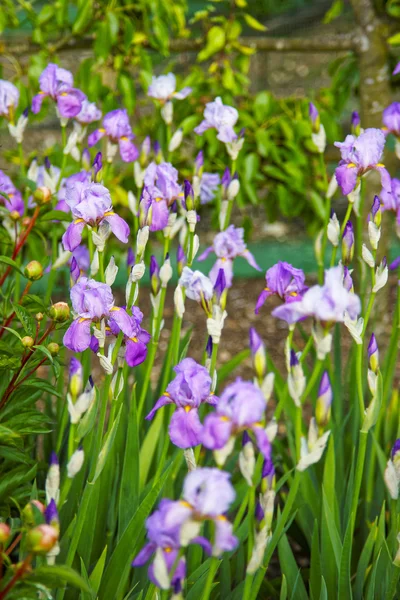 Violet Iris in moestuin in Audley — Stockfoto