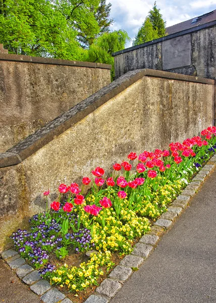 Tulipány a polib mě rychle květy v záhonu v Reichenau — Stock fotografie