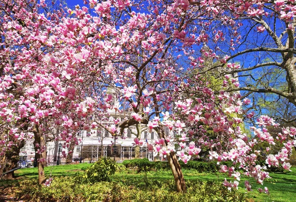 在市政厅公园在曼哈顿下城玉兰树开花 — 图库照片