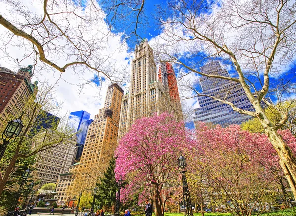 Fioriscono alberi nel Parco del Municipio di Lower Manhattan — Foto Stock