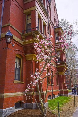 Magnolia tree blooming at Harvard Computer Society Building clipart