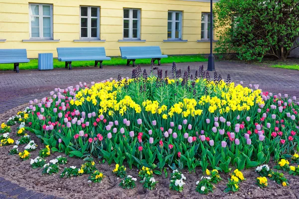 Tulipány v květinové posteli ve starém městě v Ventspils — Stock fotografie