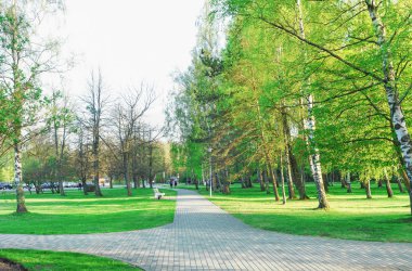 Letonya Ventspils Jurmalas Park Yeşil Ağaçlar