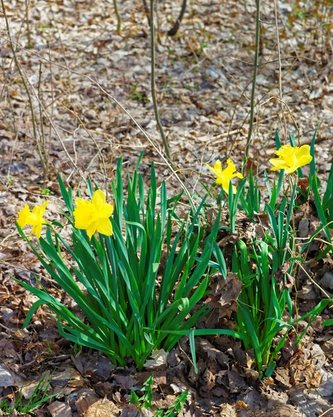 Narciso flores en el Parque del Niágara en las Cataratas del Niágara —  Fotos de Stock