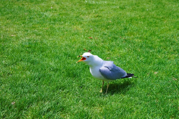 Mouette sur l'herbe dans le parc Niagara aux chutes Niagara — Photo