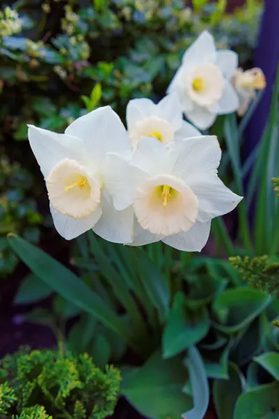 Bunga tidur dengan White Narcissus di Philadelphia City Center — Stok Foto