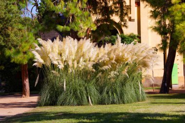 Cortaderia selloana in the Ciutadella Park in Barcelona clipart