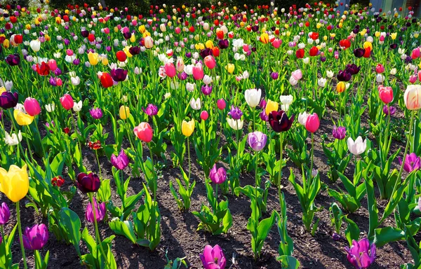 Kolor kwiecista łóżko z tulipany w centrum miasta Filadelfia — Zdjęcie stockowe