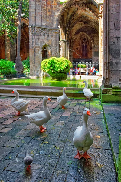 Gansos en la Catedral de Barcelona Claustro en el Barrio Gótico — Foto de Stock