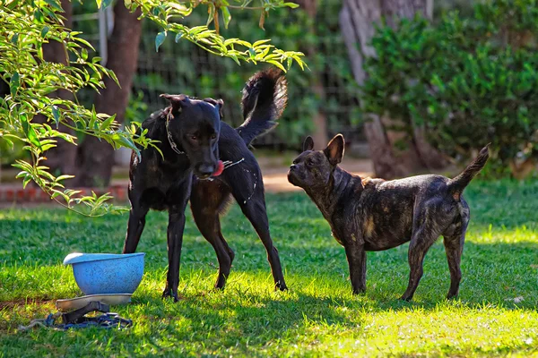 Сторожевые псы в парке Сьютаделла в Барселоне — стоковое фото