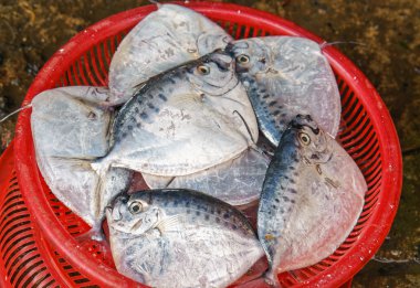 Vietnam sokak pazarında Taze balık Satışı