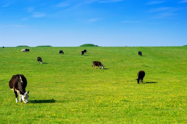 Vacas en el valle de Stonehenge en Wiltshire, Reino Unido — Foto de Stock