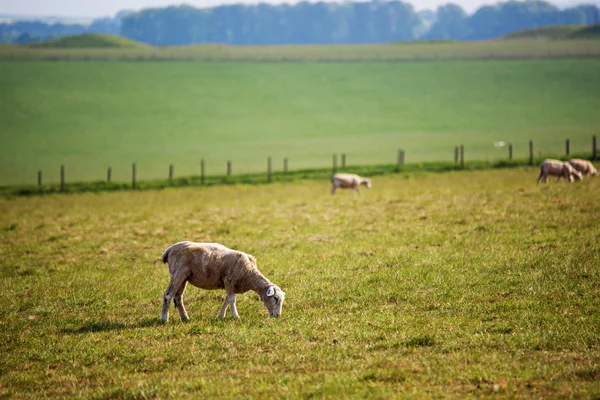 Овцы в долине Стоунхендж в Уилтшире, Великобритания — стоковое фото