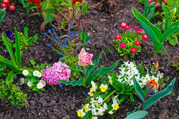 ポツダムのサンスーシ公園のガーデン テラスに咲く花 — ストック写真