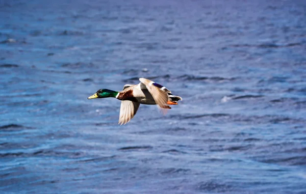 Eend man vliegen in Loch Ness in Schotland — Stockfoto