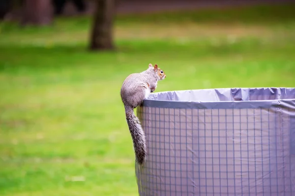 Ardilla en el parque de Cardiff en Gales — Foto de Stock