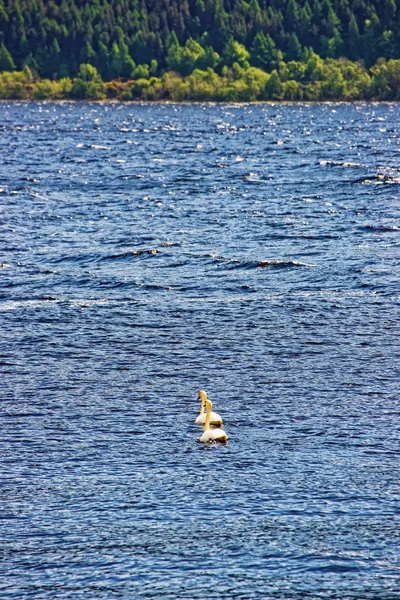 Coppia di cigni a Loch Ness in Scozia — Foto Stock
