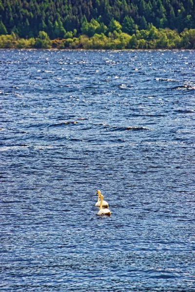 スコットランドのネス湖に白鳥カップル — ストック写真