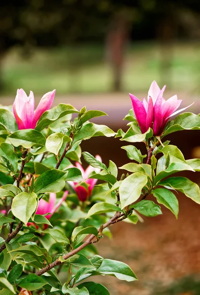 Magnolia tree blooming with flowers in Cardiff in Wales Stock Picture