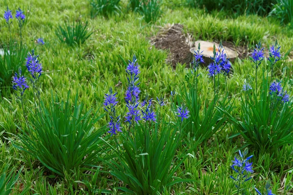 Prachtige helder blauwe bloemen in een park — Stockfoto