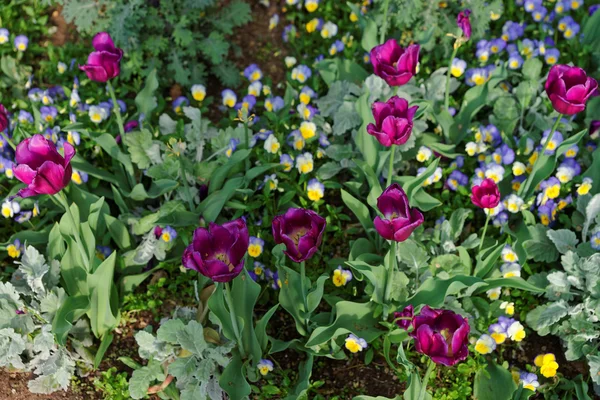 Heldere viooltjes en tulpen in de grote kleurrijke flowerbed — Stockfoto