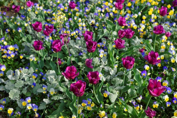 Leuchtende Stiefmütterchen und Tulpen im bunten Blumenbeet — Stockfoto