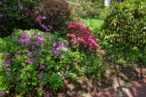 Bright purple and pink bushes of flowers in park — Stock Photo, Image