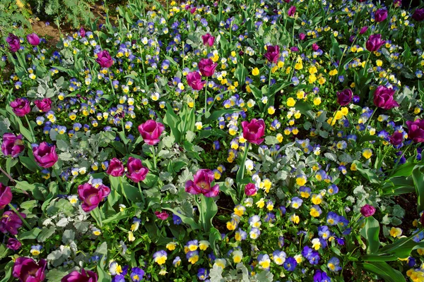 明亮的紫罗兰和郁金香在一个大的五颜六色的花坛 — 图库照片