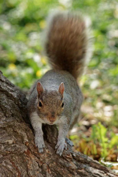 Ardilla esponjosa cerca del árbol en el parque — Foto de Stock