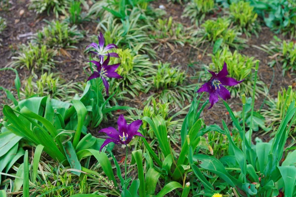 Buka tulip ungu gelap di salah satu taman — Stok Foto