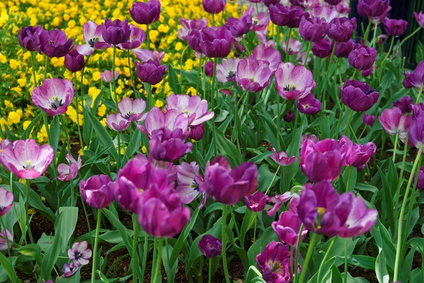 Paarse tulp bloem bed onder andere bloemen Washington Dc — Stockfoto